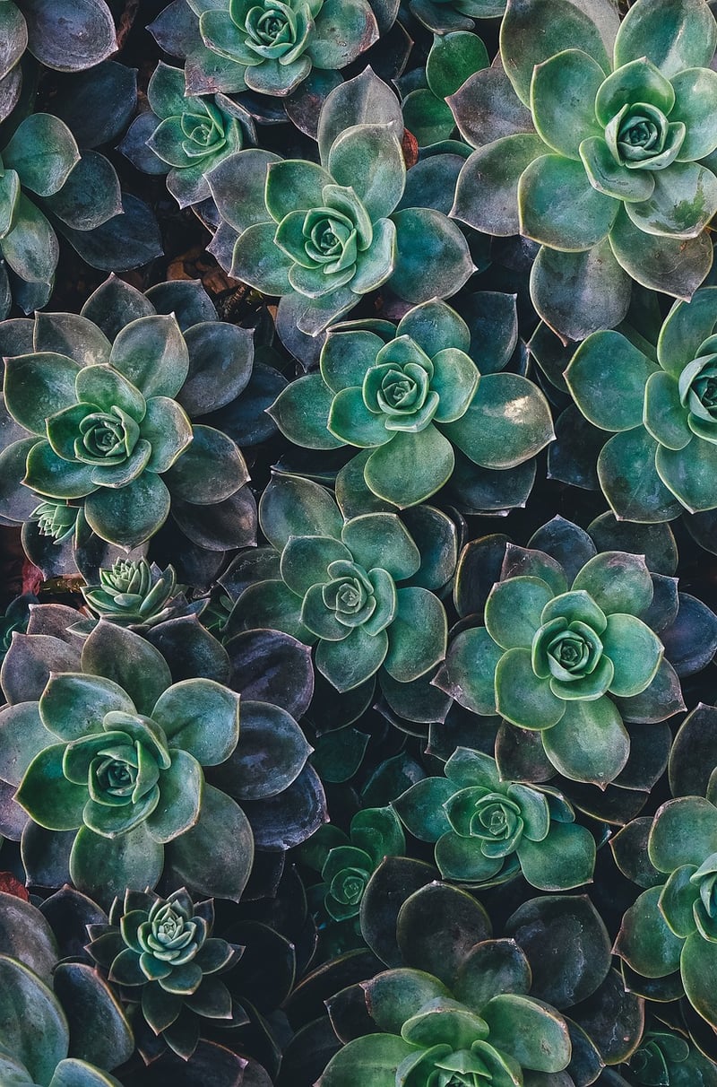 Succulent Walls